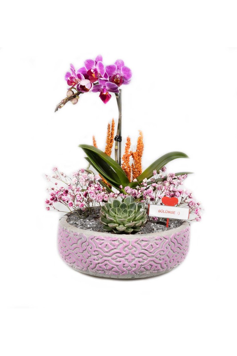Desenli Beton Saksıda Mini Orkide