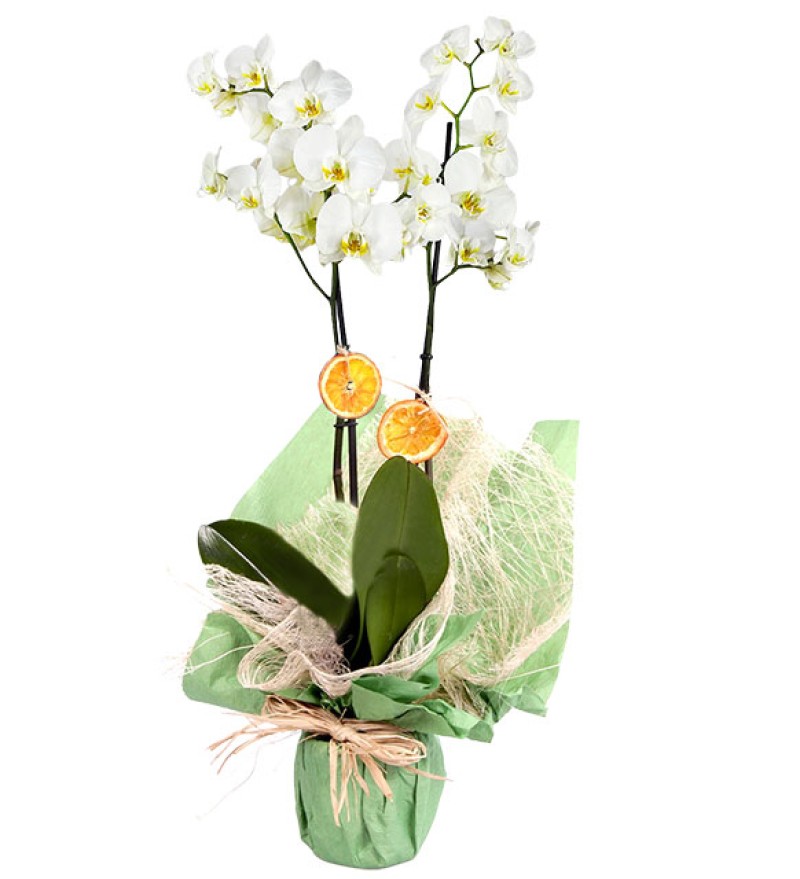 Prenses Çift Dal Beyaz Orkide