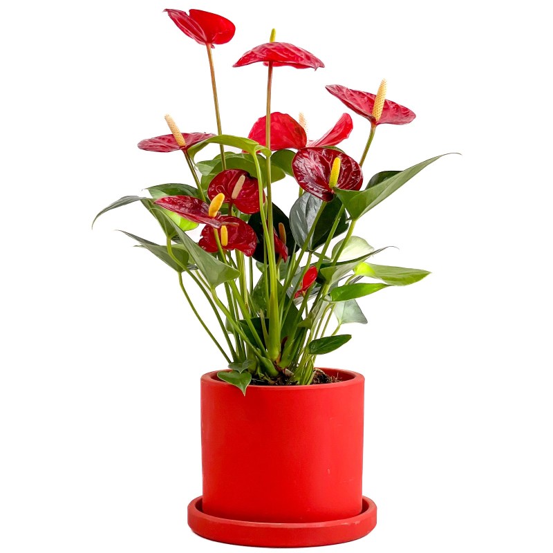 Antoryum Çiçeği (Anthurium) Ruby