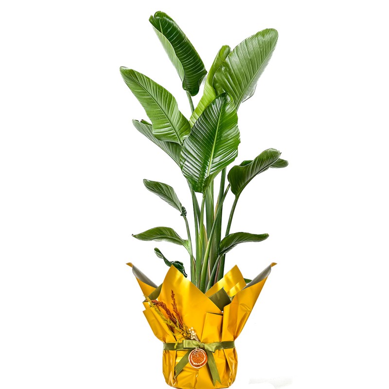 Starliçe XL (Strelitzia Nicolai) Hediye Paketli