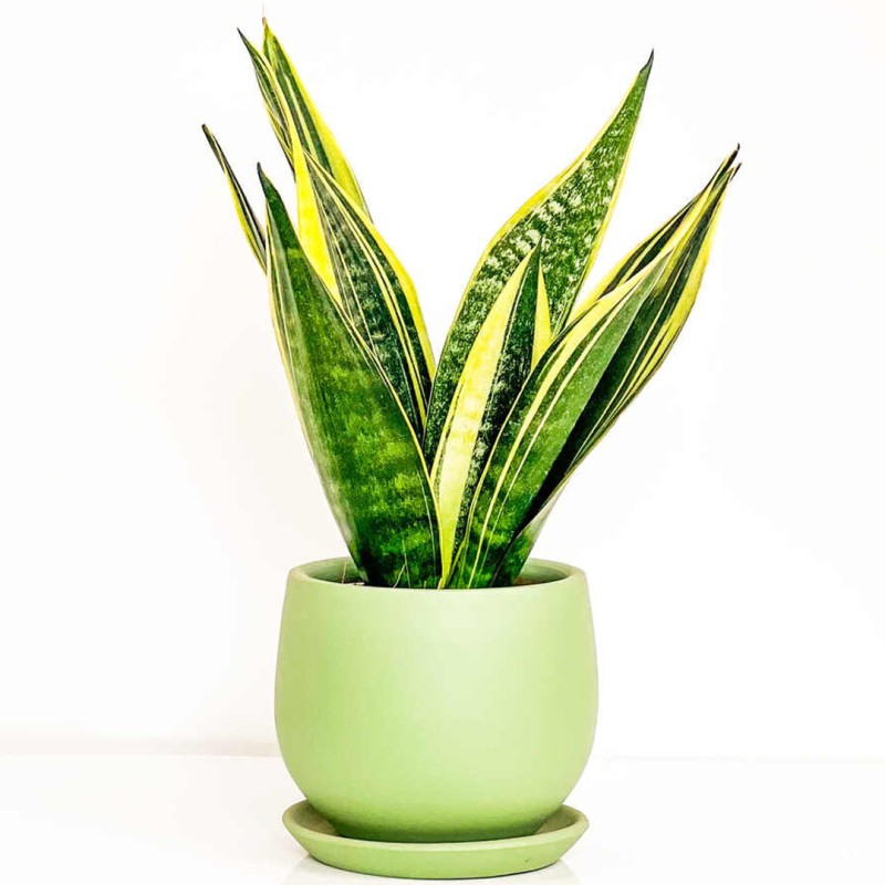 Paşa Kılıcı Mini (Sansevieria Gold Flame) Curvy