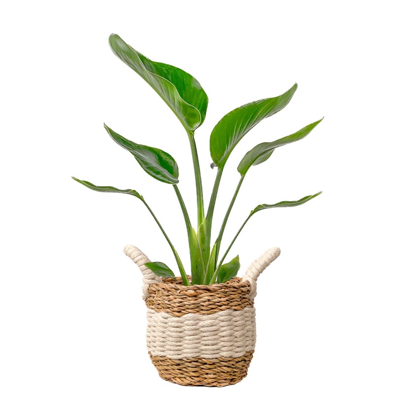 Starliçe Mini (Strelitzia Nicolai) Hasır Saksılı