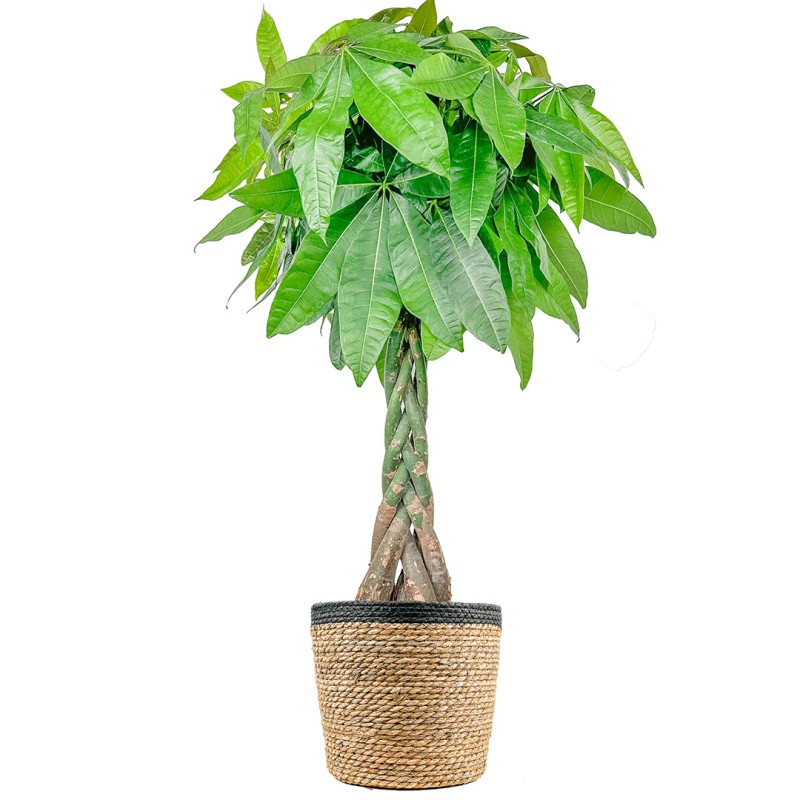 Örgülü Para Ağacı Large (Pachira Aquatica) Hasır Saksılı
