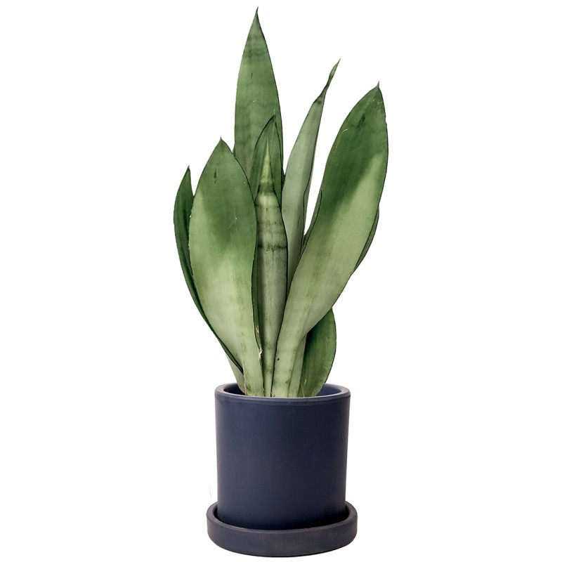 Paşa Kılıcı Mini (Sansevieria Moonshine) Ruby
