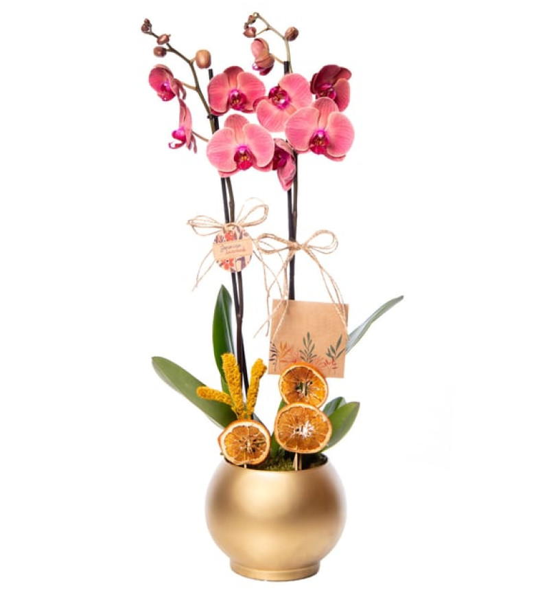 Senin İçin Altın Saksıda Kırmızı Çiftli Orkide