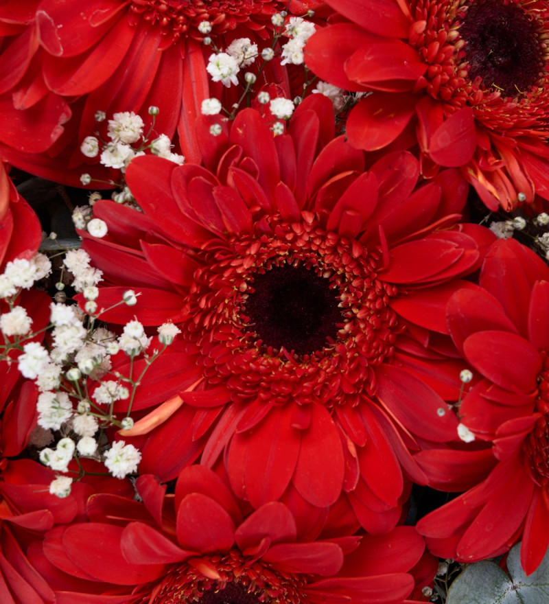 Kırmızı Gerbera Çiçek Buketi