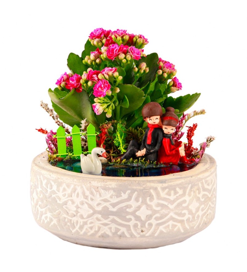 Beton Saksıda Sırt Sırta Kalanchoe Teraryum